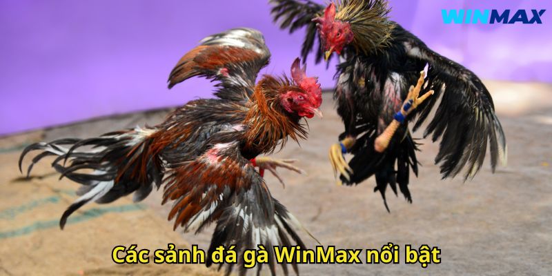 Đá Gà WinMax: Trải Nghiệm Cược Đỉnh Cao An Toàn 1 Các sảnh đá gà WinMax nổi bật
