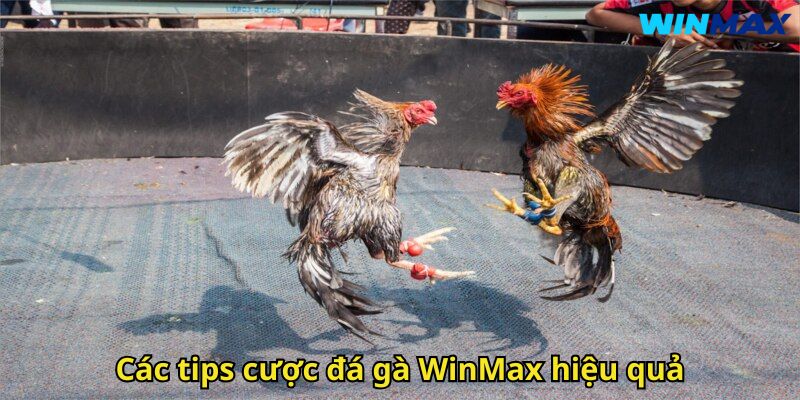 Đá Gà WinMax: Trải Nghiệm Cược Đỉnh Cao An Toàn 3 Các tips cược đá gà WinMax hiệu quả