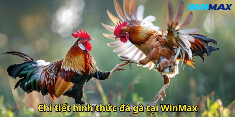 Đá Gà WinMax: Trải Nghiệm Cược Đỉnh Cao An Toàn 2 Chi tiết hình thức đá gà tại WinMax